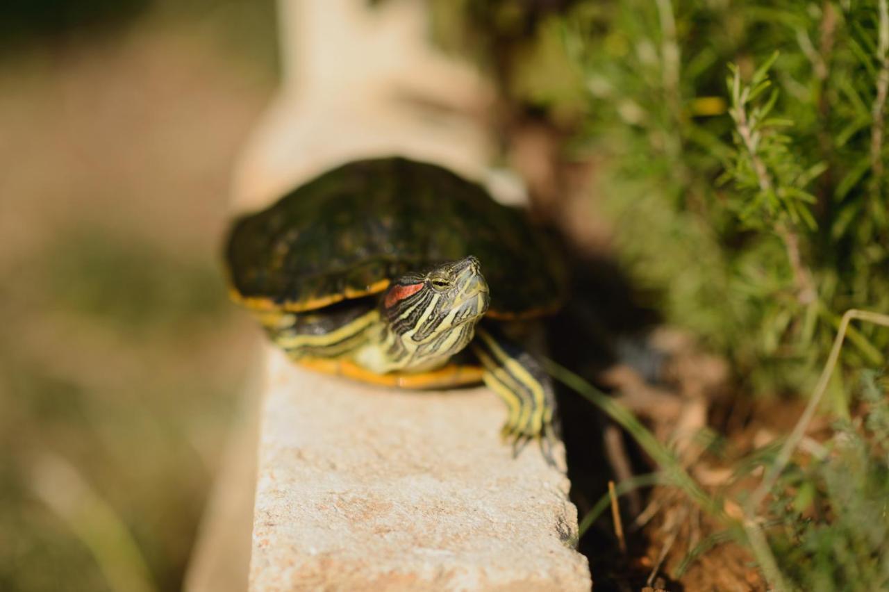 Agriturismo Spigolo Avesa Zewnętrze zdjęcie